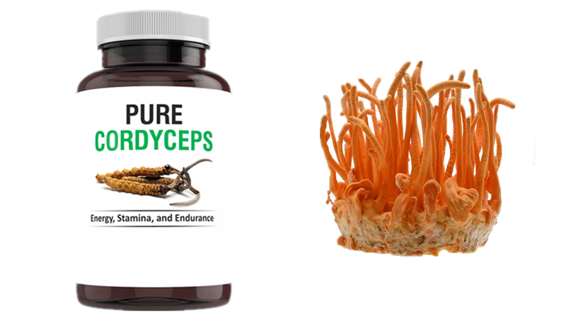 Cordyceps militaris tablets Cordyceps militaris tablets