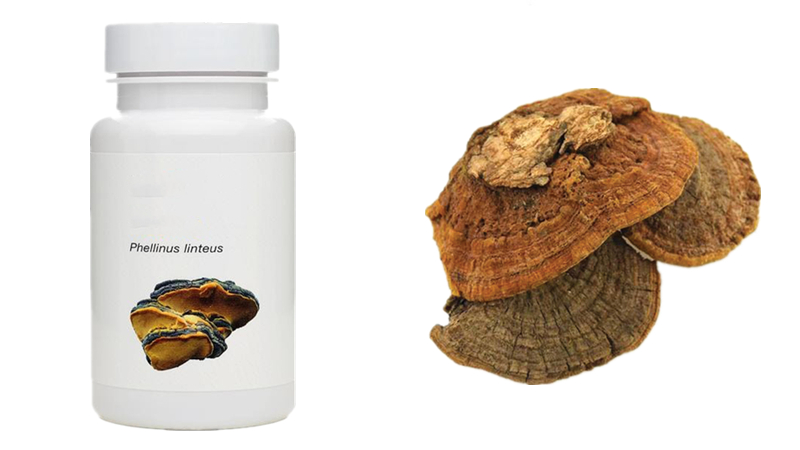 Phellinus Phellinus