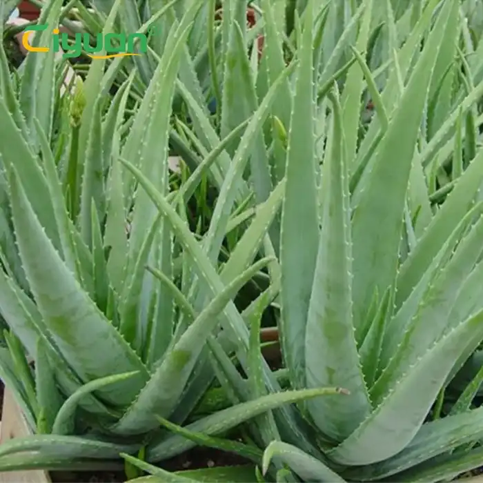 অ্যালোভেরা পাতার সম্পূরক